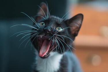 Кошачьи усы: как частичка любимца стала символом удачи