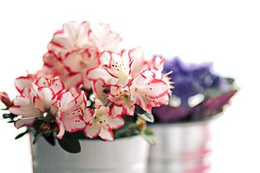 Яких квітів слід уникати