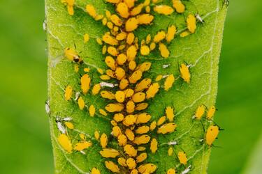 Как эффективно бороться с тлей: советы от садоводов