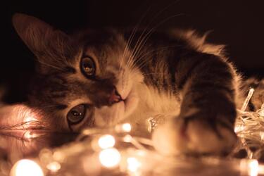 Повір'я про котів