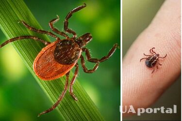 What to spray the area with against ticks