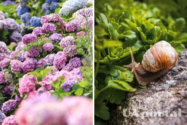 Садоводы советуют сажать гортензию, чтобы выгнать улиток из сада