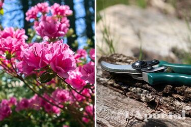 Садівники назвали квіти, які заборонено обрізати у серпні: зіпсуєте рослини