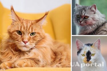 Какая порода кошек самая ласковая - какая порода кошек самая лучшая для детей и человека