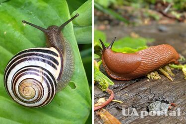 Как избавиться от улиток - как вывести улитки из капусты