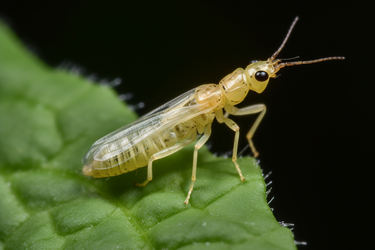 Как избавиться от трипсов