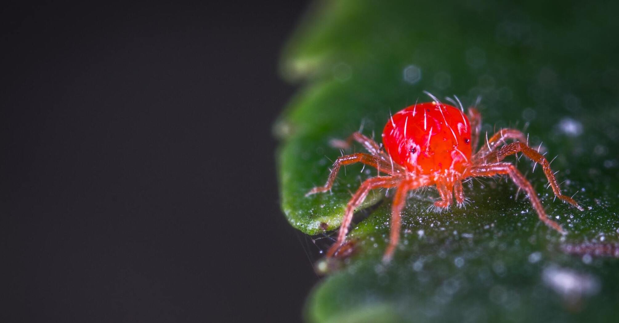 Ред спайдер. Красный паук клещ. Ярко красный паук. Паук реда. Супер маленький красный паук.