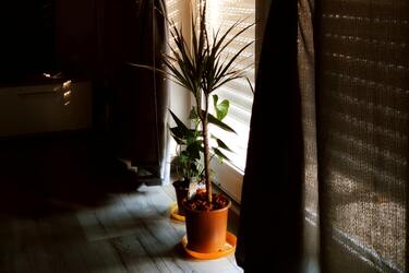 Як успішно виростити драцену