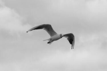 Мистическое значение птичьего помета: открываем правду