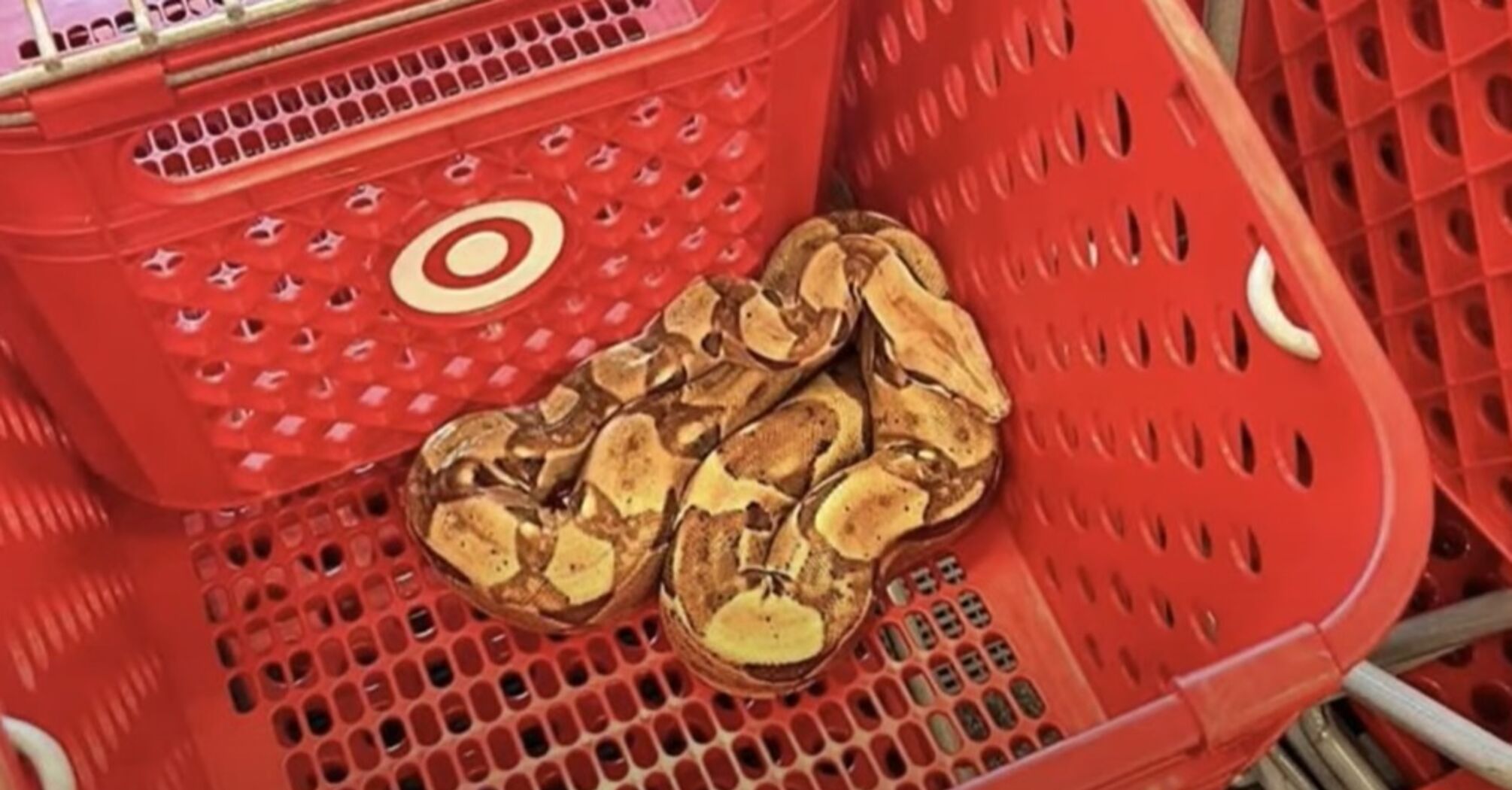 A boa was found in a shopping basket in the US (video)