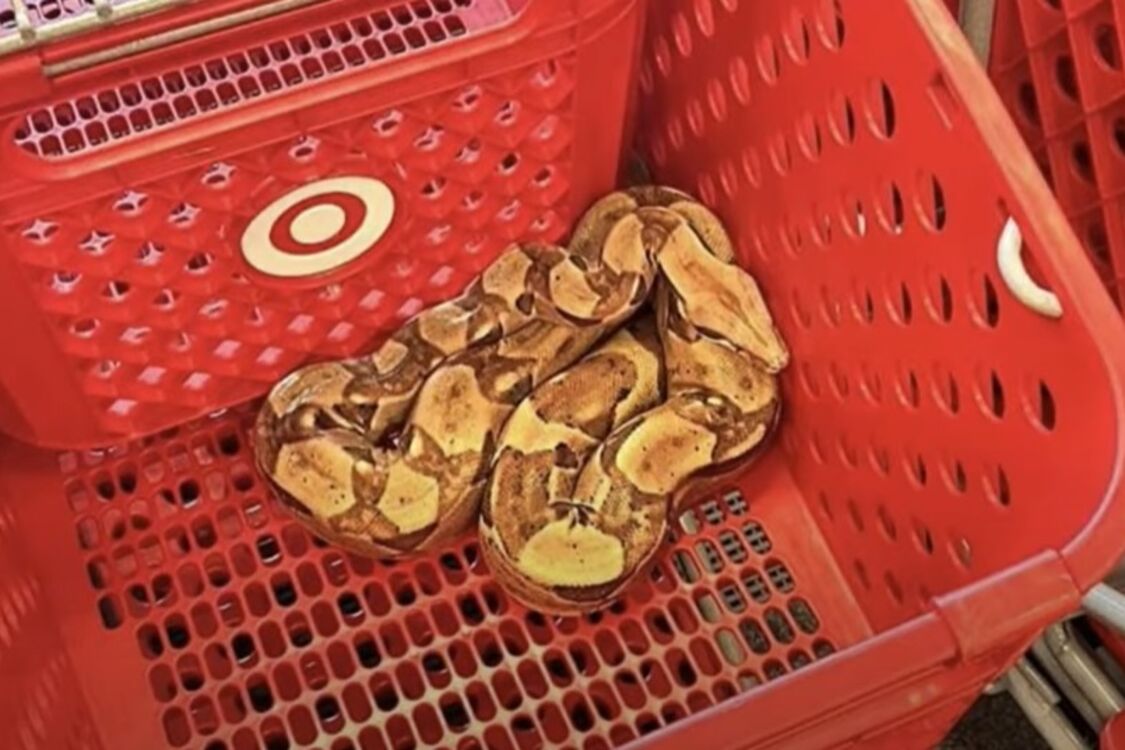 A boa was found in a shopping basket in the US (video)