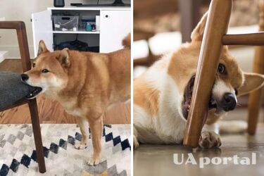 How to teach a dog to chew furniture