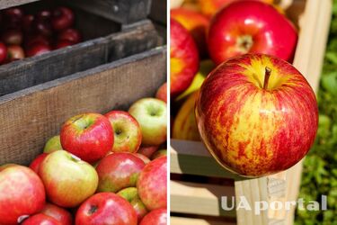 How to store apples properly so that they do not spoil for a long time