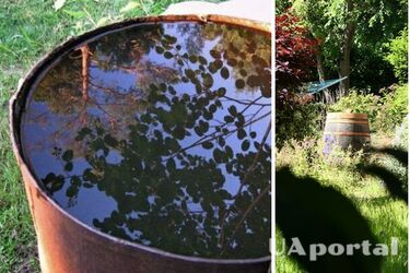 В каких условиях держать воду для полива, чтобы она не цвела