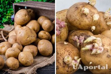 Как и когда выкапывать картофель