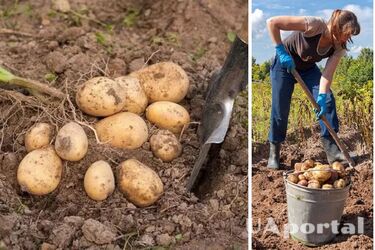 Як уникнути появи фітофтори на картоплі та помідорах