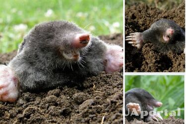 Как отвадить кротов из огорода без яда и химии