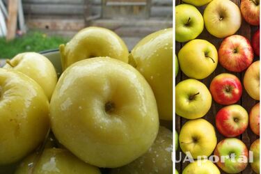 Смогут стоять до весны: простой рецепт квашеных яблок