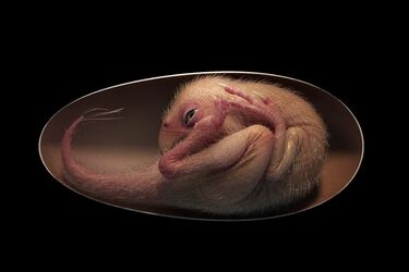 Внутри окаменевшего яйца динозавра впервые обнаружили идеально сохранившийся эмбрион (фото)