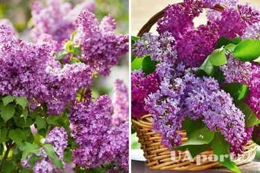 Обладает магическими свойствами: какой цветок следует принести в дом