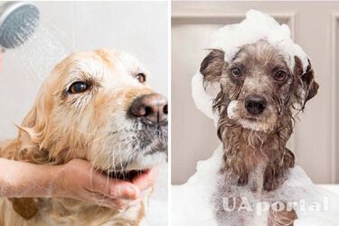 Why you shouldn't bathe your dog often: tips