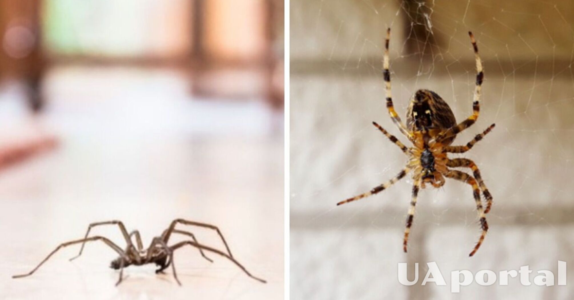 Приметы: почему нельзя убивать пауков в доме