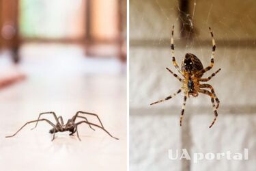 Чому не можна вбивати павуків удома