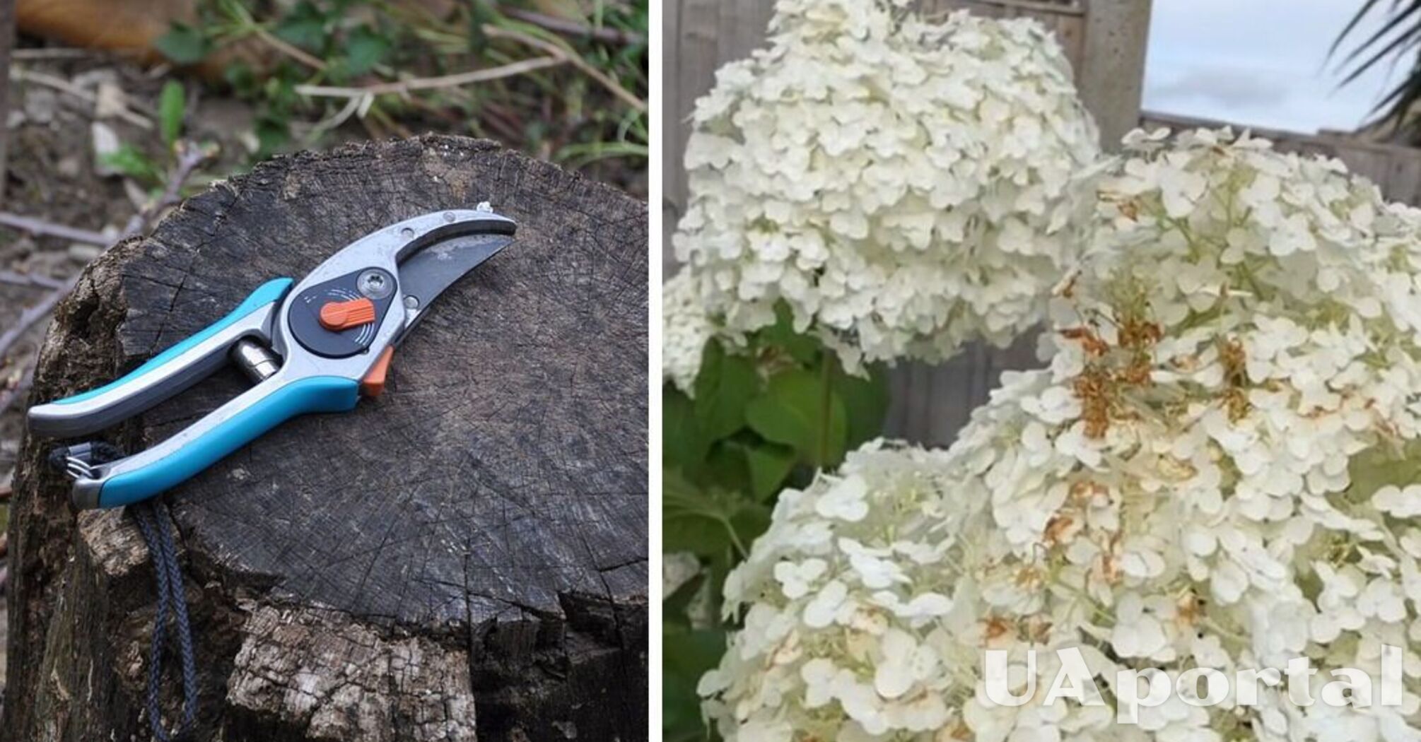 Do not cut off the whole plant: gardeners explained what to do if the hydrangea turns brown