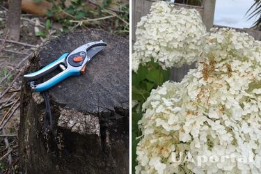 Не обрезайте полностью: садоводы объяснили, что делать, если гортензия стала коричневой