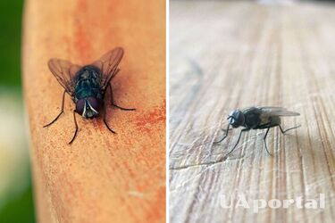 How to repel flies with spices