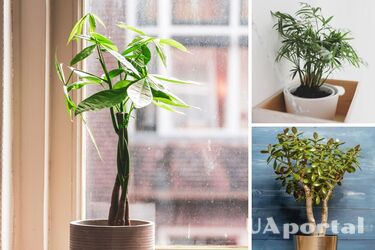 Яка квітка приносить удачу - три кімнатні рослини на вдачу, гроші і сімейне щастя