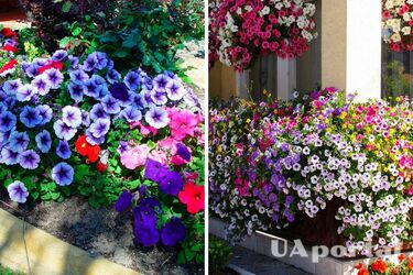 How to fertilise petunias so that they thrive for as long as possible