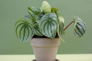 An undemanding houseplant for beginners