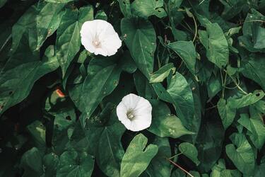 Способы преодоления сорняков