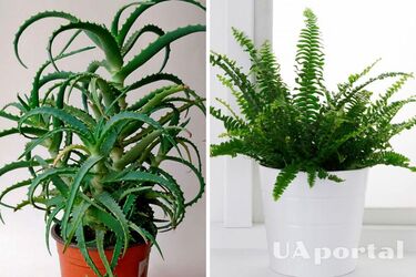 Садоводы назвали топ-5 растений, охлаждающих воздух