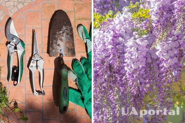 Садівники назвали три рослини, які потрібно обрізати зараз, аби мати здорові квіти наступного року