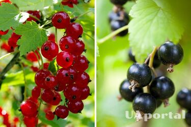 Языковед объяснил, почему красная смородина имеет несколько названий, и какая из них правильная