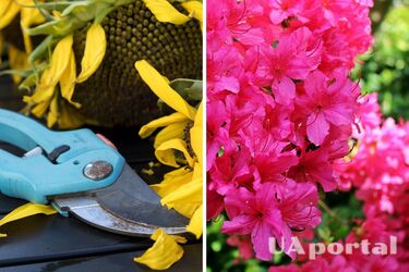 Садовники объяснили, что нужно делать, чтобы камелии и азалии 'взорвались' цветами в следующем году