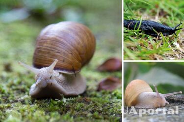 Как избавиться от улиток в домашних условиях - что делать против улиток и боящихся улиток