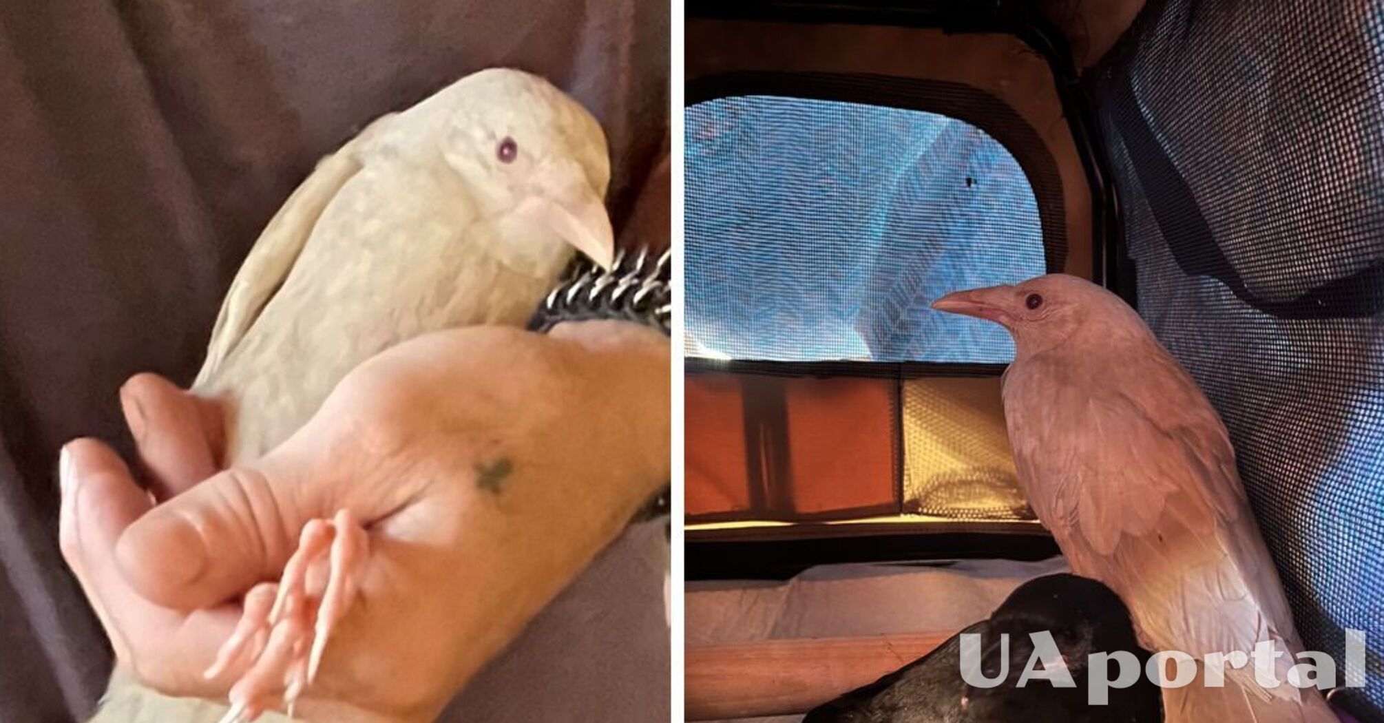 One in 30 thousand: a rare albino raven is being rescued in the United States (photo)