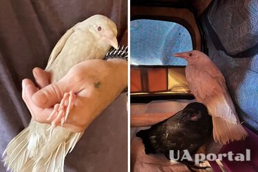 Один на 30 тисяч: у США рятують рідкісного ворона-альбіноса (фото)