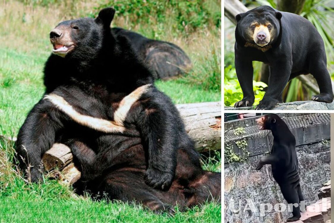 Зоопарк у Китаї звинуватили у підміні ведмедів людьми через кумедне відео