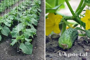 Why you shouldn't loosen the soil around cucumbers in the garden