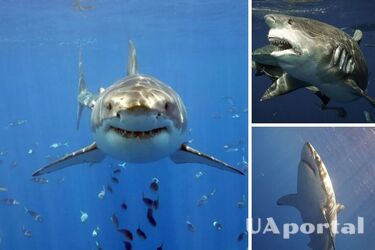 New species of bull sharks found off the coast of Australia (photo)