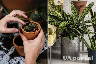 Не доведеться копатися в землі: чим замінити ґрунт для кімнатних рослин