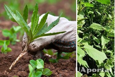 Как уничтожить сорняк навсегда: советы огородников