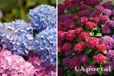 Садоводы назвали топ-10 ошибок, 'убивающих' гортензии, и как их избежать
