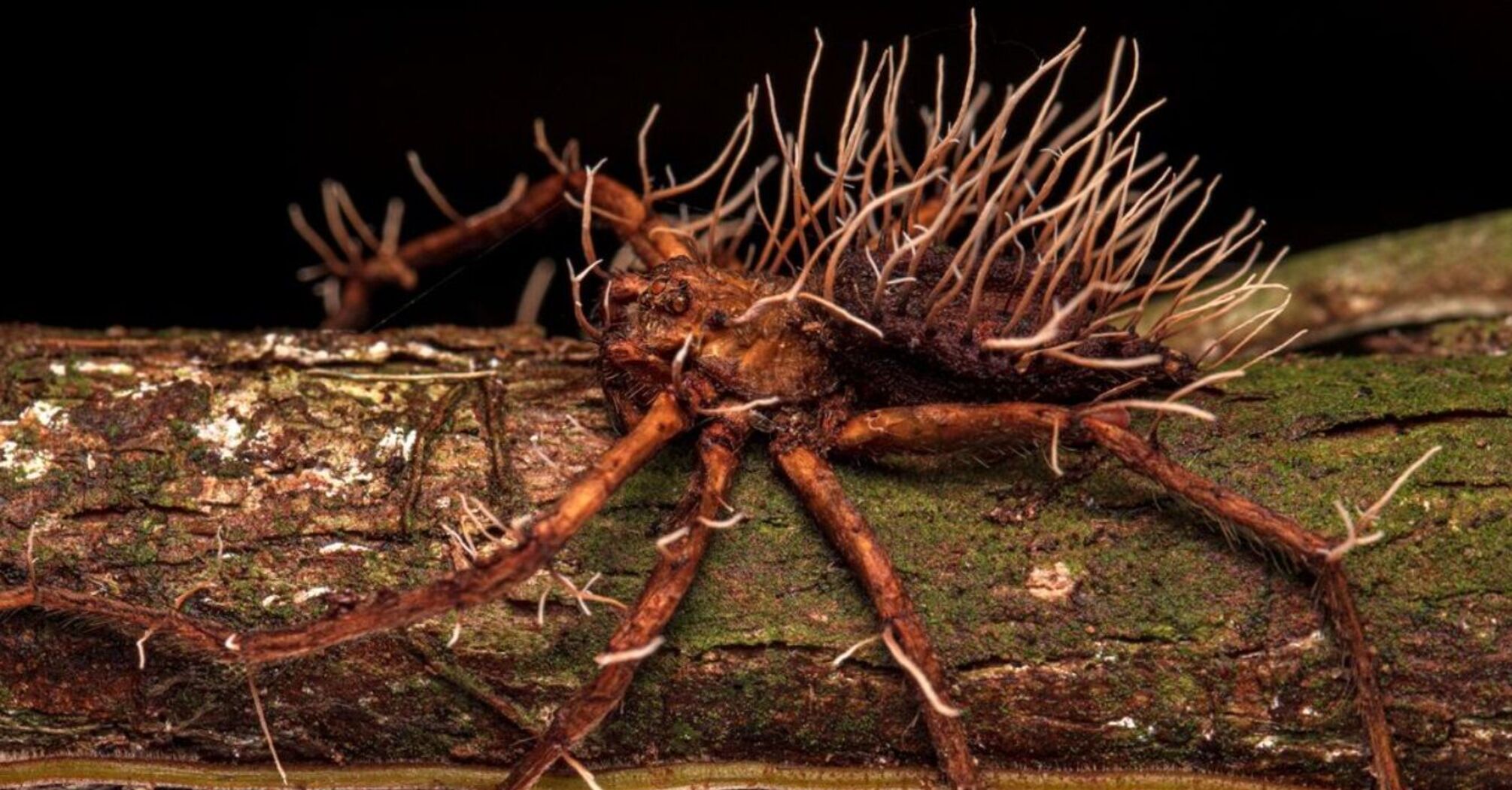 Ученые показали, как паразит вырывался из тела паука (жуткое фото)