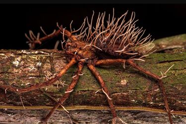 Ученые показали, как паразит вырывался из тела паука (жуткое фото)