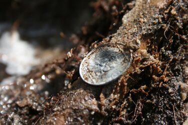Graves of Goths with 2000-year-old treasures unearthed in Poland (photos)